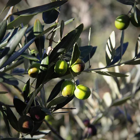 Vakantieboerderij La Tana Del Bianconiglio Campiglia dʼOrcia
